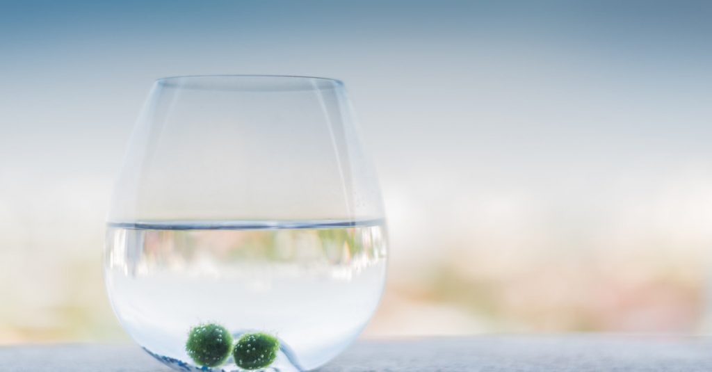 boules de mousse Marimo