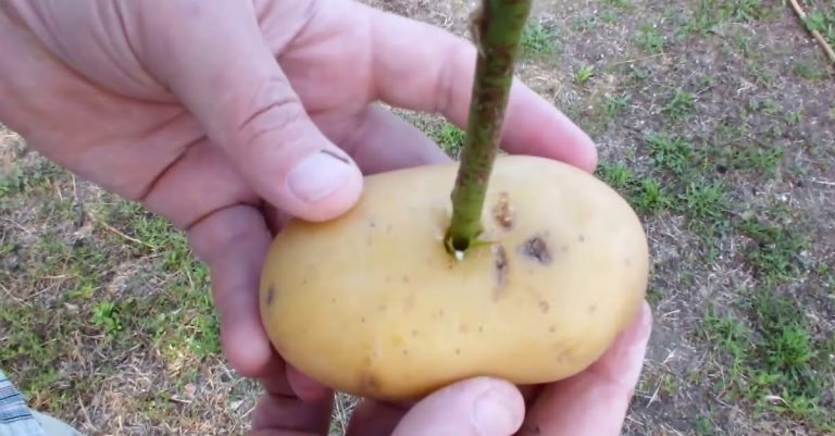 bouturer rosier avec pomme de terre