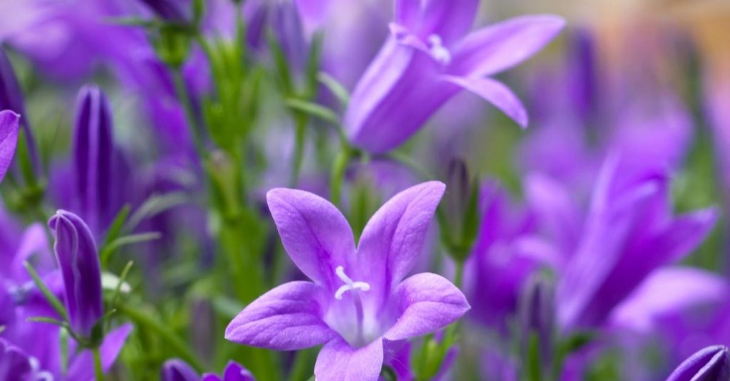campanule délicate jardinière