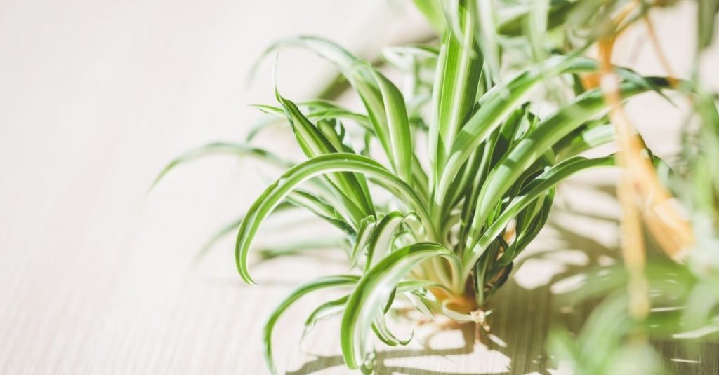 chlorophytum