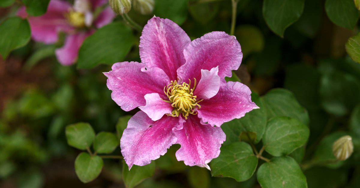 les clématites à grandes fleurs doivent être plantées au printemps