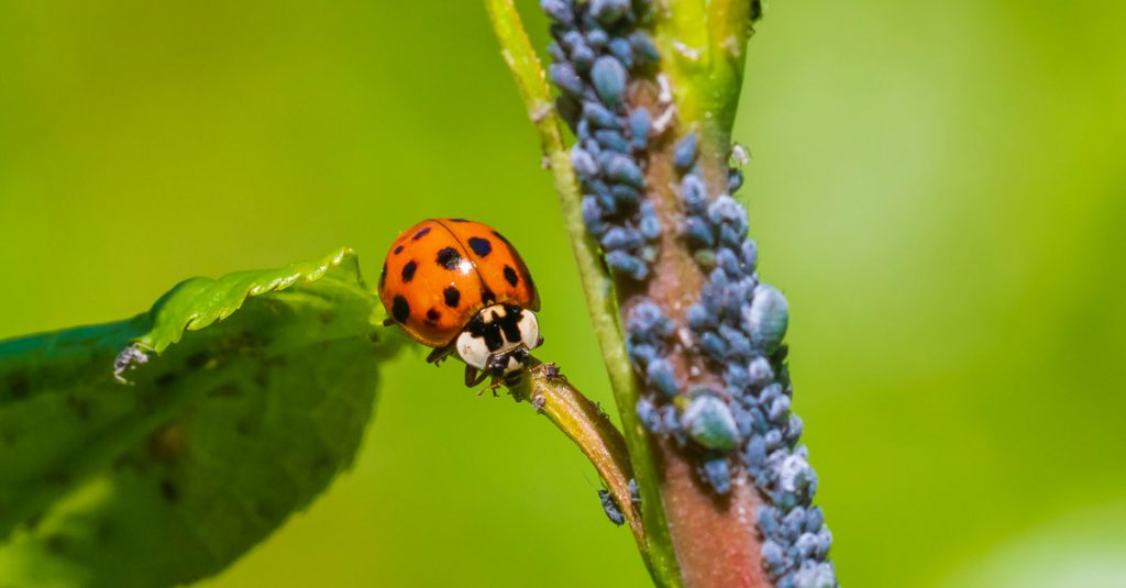 coccinelle qui mange des pucerons au potager