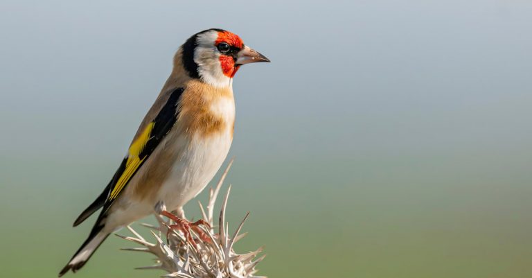 comment attirer les chardonnerets dans son jardin