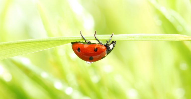 comment attirer les coccinelles dans le jardin