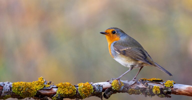 comment attirer les rouge-gorges dans son jardin