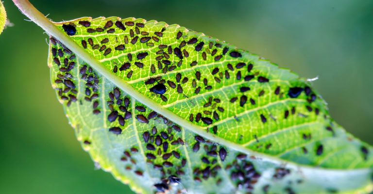 comment éliminer les pucerons dans le potager
