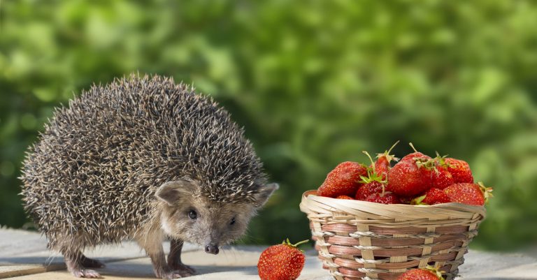 comment nourrir un hérisson dans son jardin
