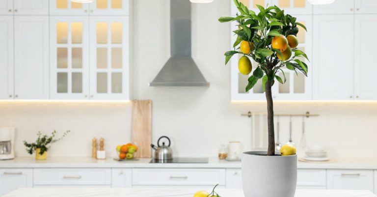 comment polliniser un citronnier en pot