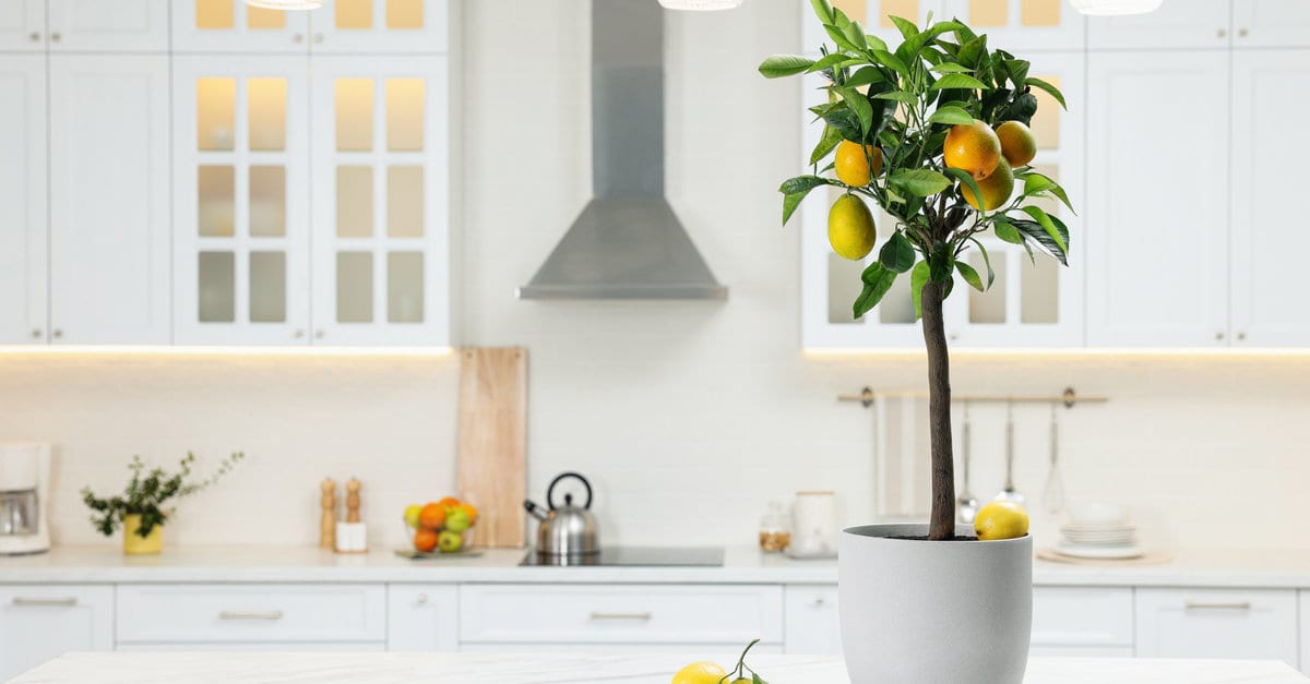 comment polliniser un citronnier en pot