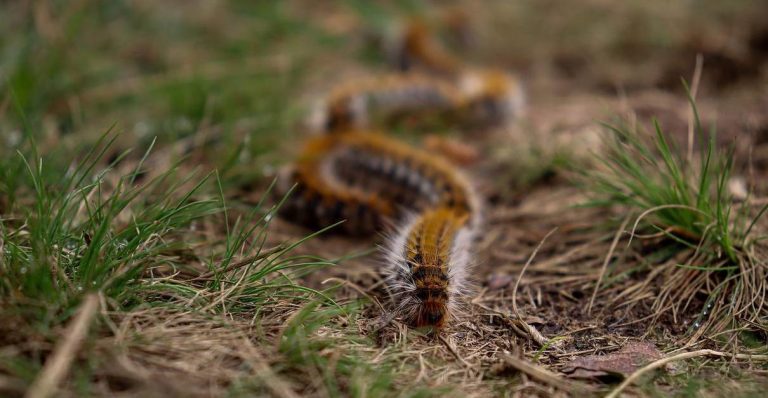 comment se débarrasser des chenilles processionnaires