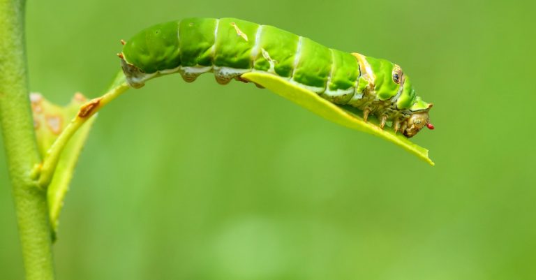 comment se débarrasser des chenilles vertes dans les géraniums