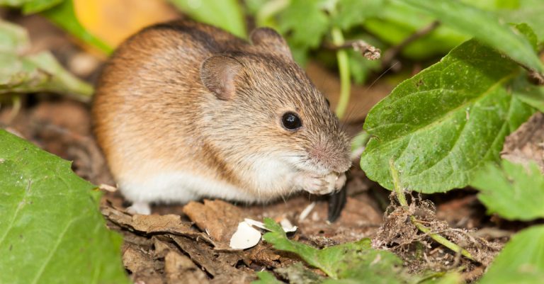 comment se débarrasser des mulots qui détruisent mon jardin