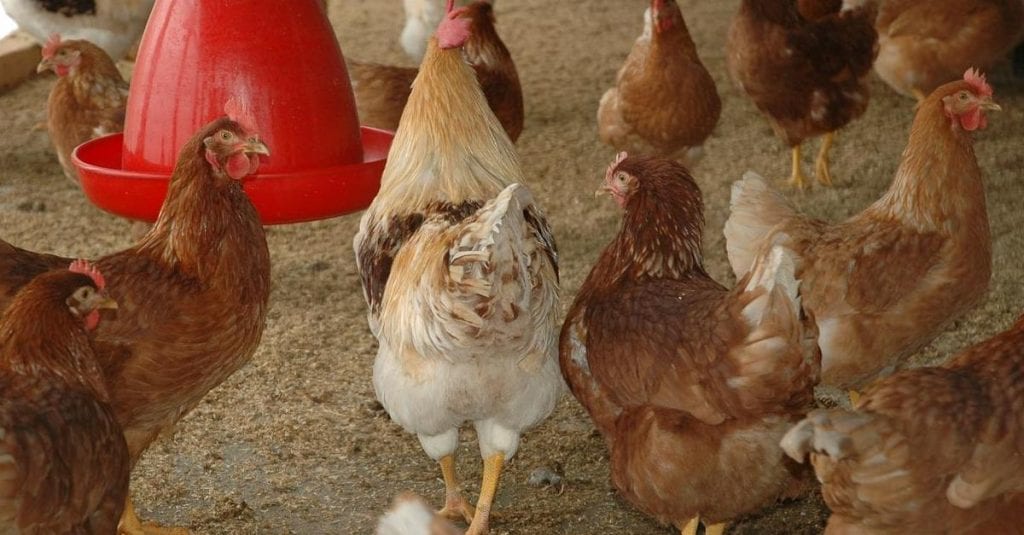 comment se débarrasser des poux rouges dans un poulailler