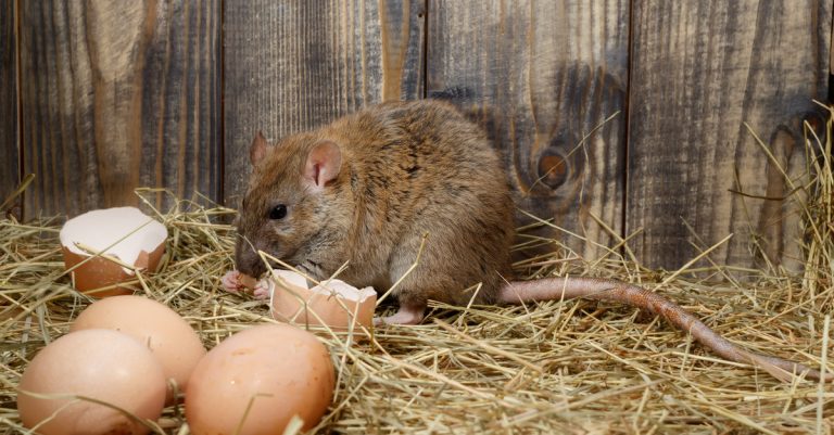Comment se débarrasser des rats dans un poulailler ?