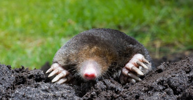 comment se débarrasser des taupes dans mon jardin