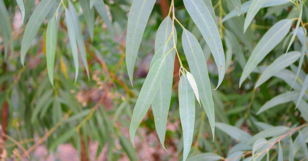 Eucalyptus anti mouches et anti moustiques