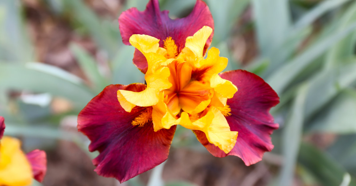 les iris doivent être plantées au printemps