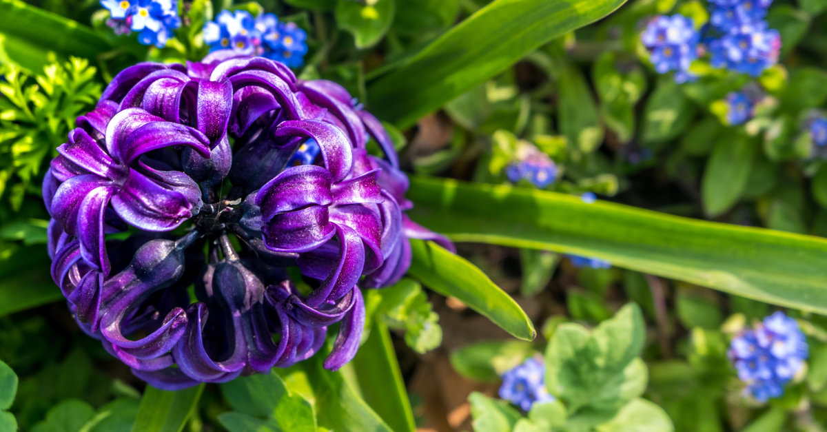 les jacinthes doivent être plantées au printemps