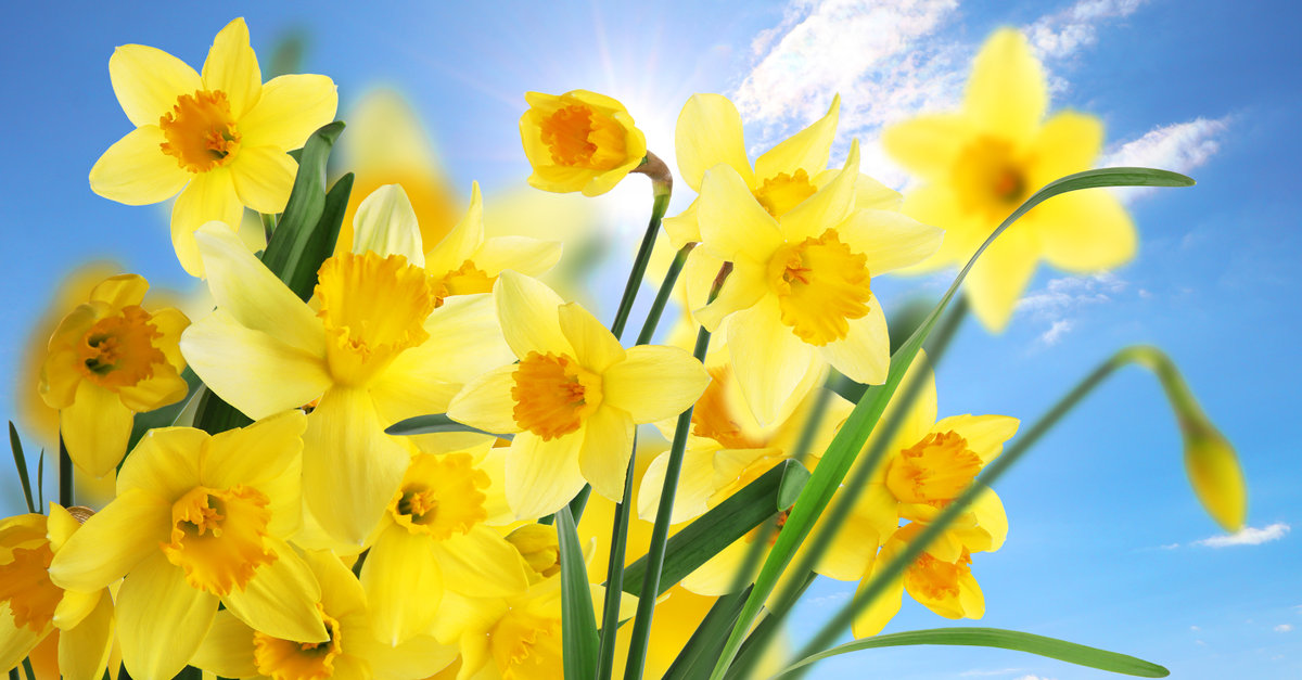 les jonquilles doivent être plantées au printemps