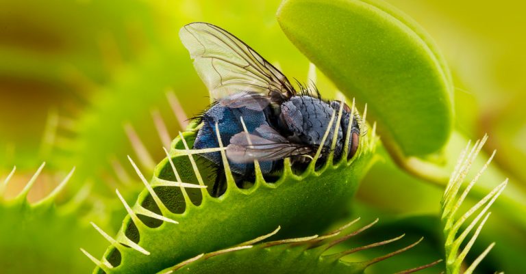 les meilleures plantes anti mouches et anti moustiques