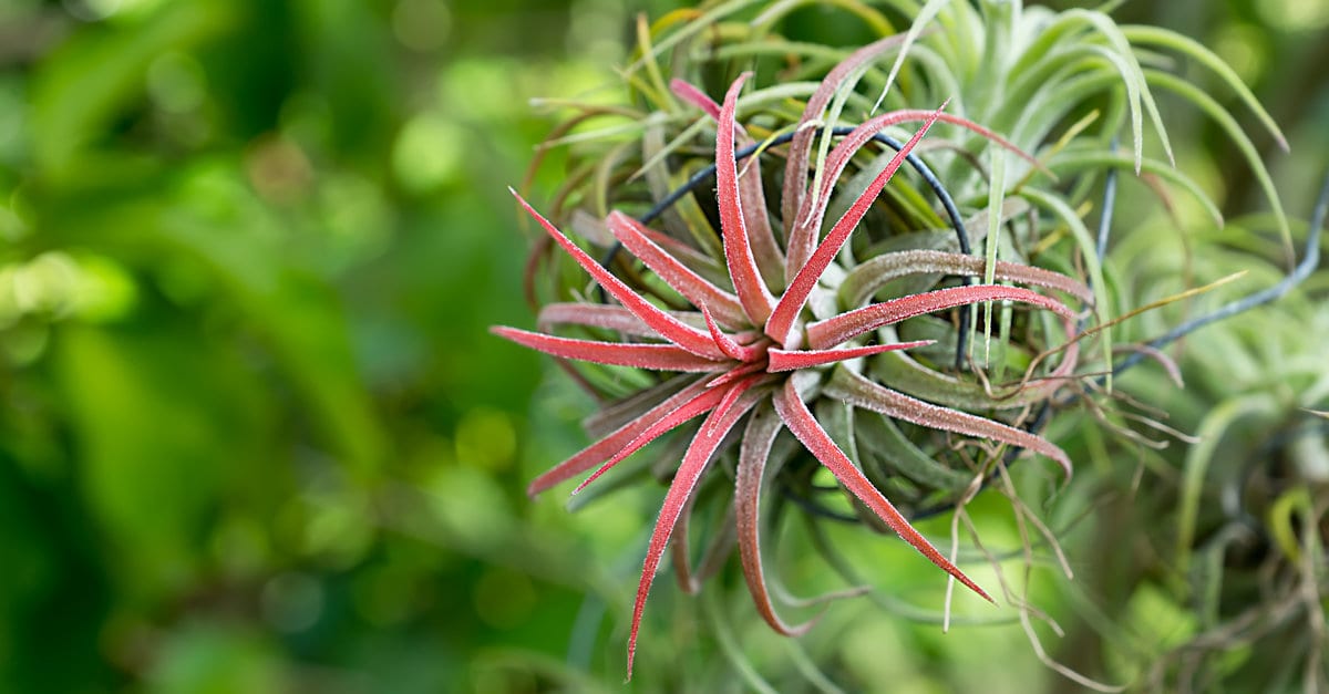 les plantes qui n'ont pas besoin de terre pour pousser