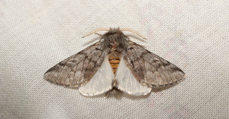 papillon chenille processionnaire