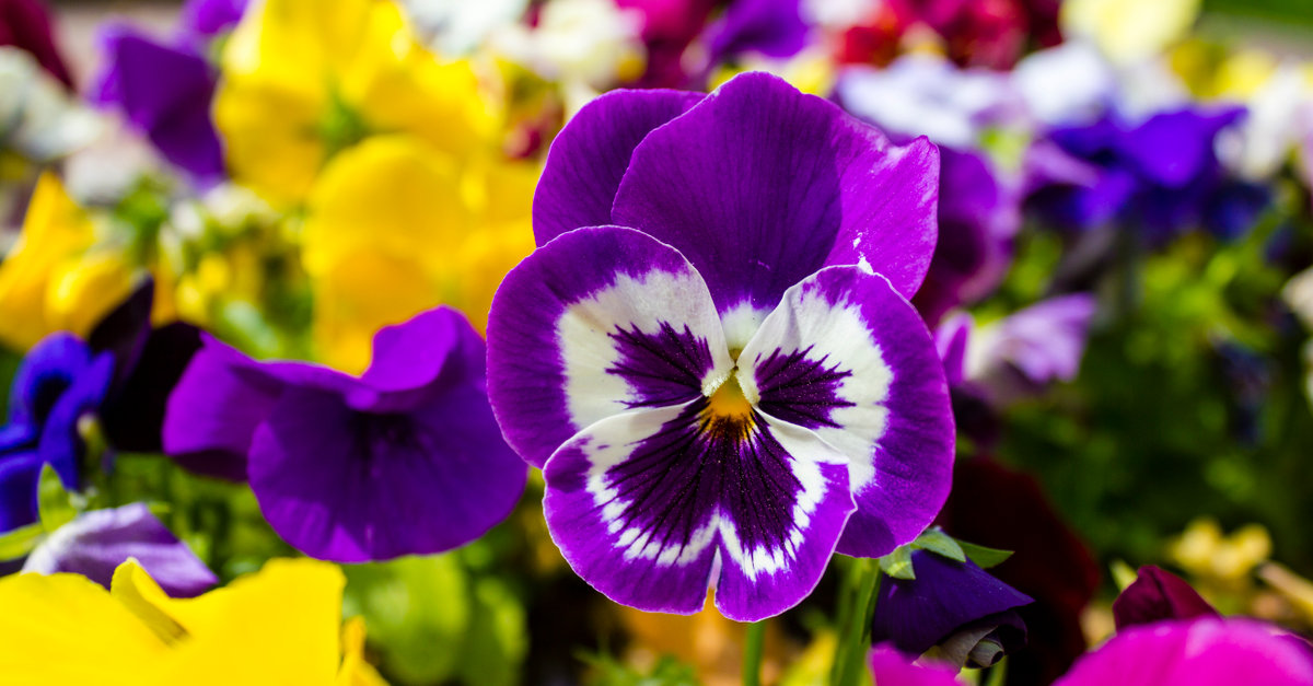 les pensées doivent être plantées au printemps
