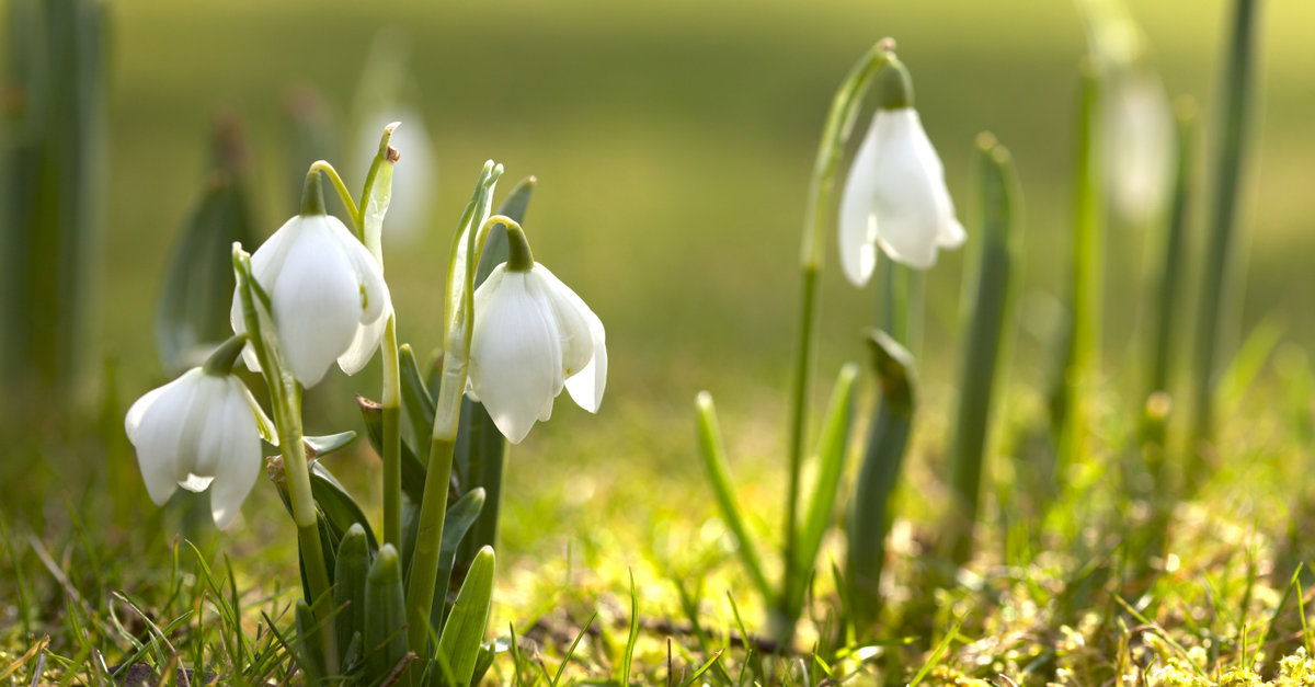 les perce-neige doivent être plantés au printemps