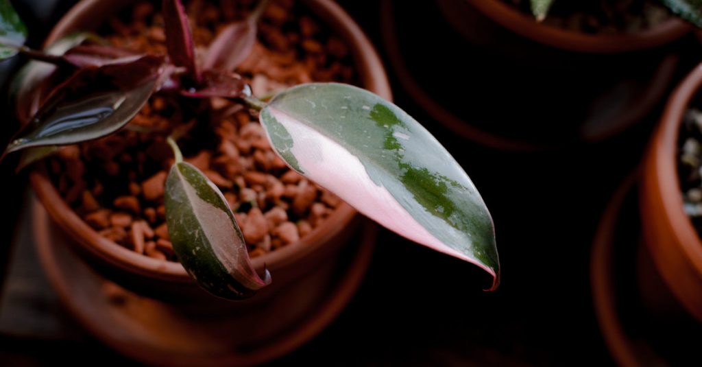 philodendron