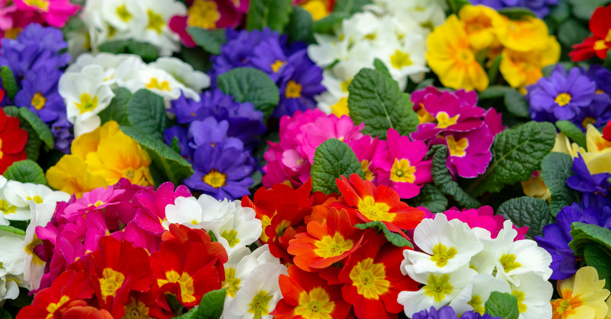 les primevères doivent être plantées au printemps