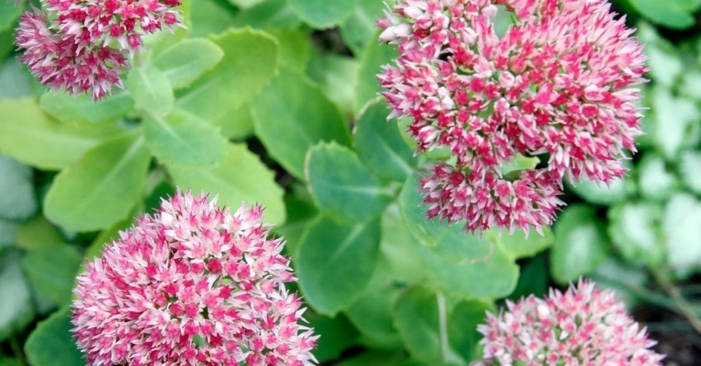 sédums jardinière