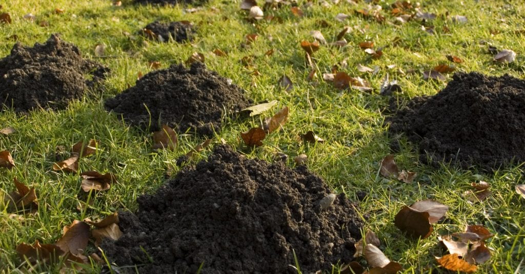 taupes dans le jardin comment s en debarrasser