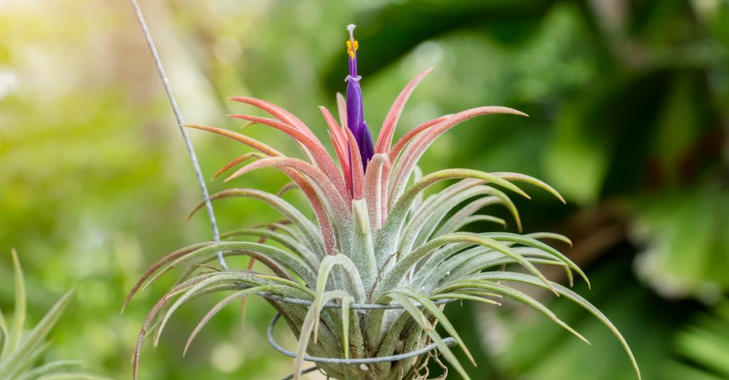 tillandsias fille de l air plantes sans terre