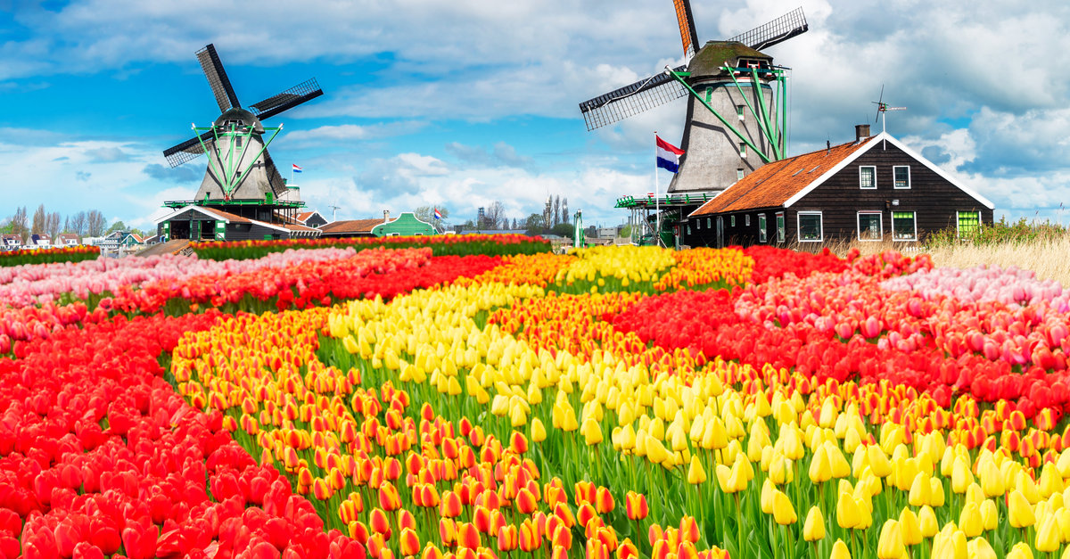 les tulipes doivent être plantées au printemps