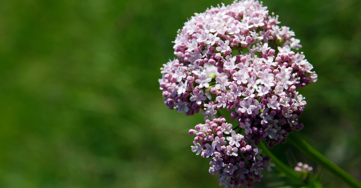 les valérianes doivent être plantées au printemps
