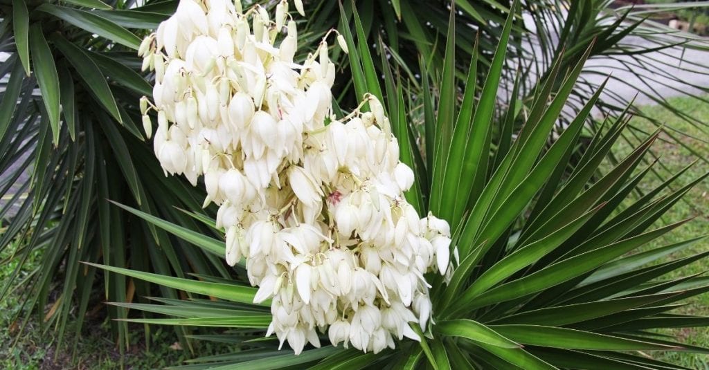 yucca flaccida jardinière