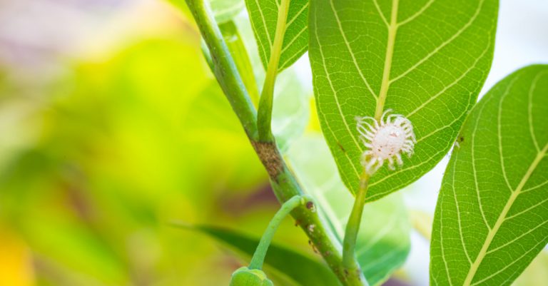 Cochenilles farineuses : Comment se débarrasser de ces parasites sur mes plantes