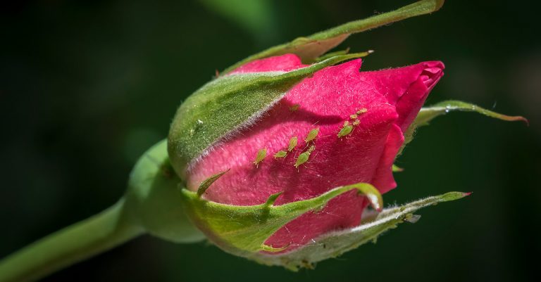 Comment se débarrasser des pucerons sur les rosiers de façon naturelle