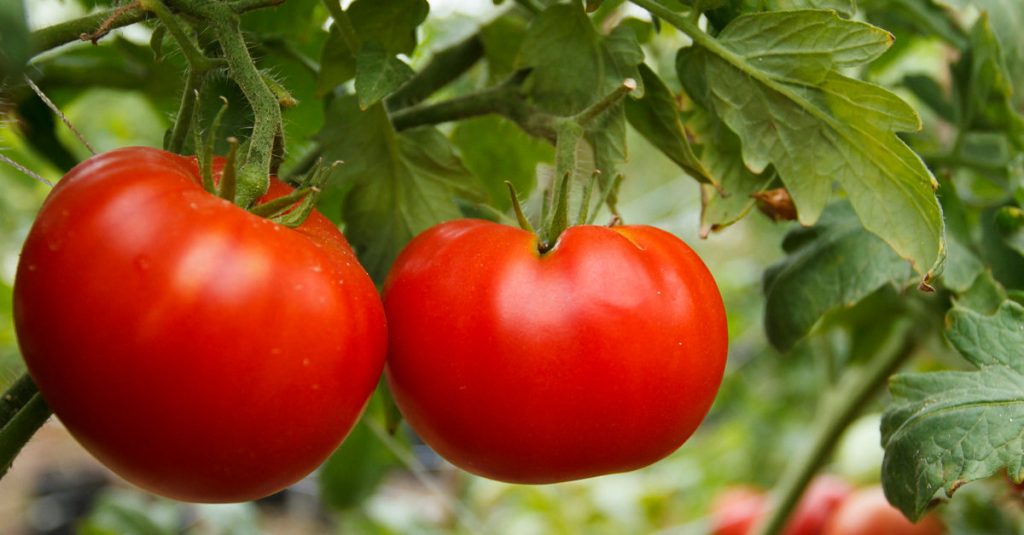 Comment se débarrasser des pucerons sur les tomates
