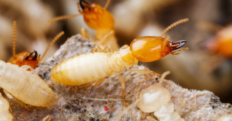 Comment se débarrasser des termites dans la maison