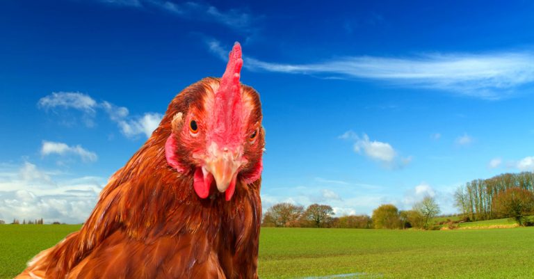 Comment vermifuger vos poules naturellement et facilement