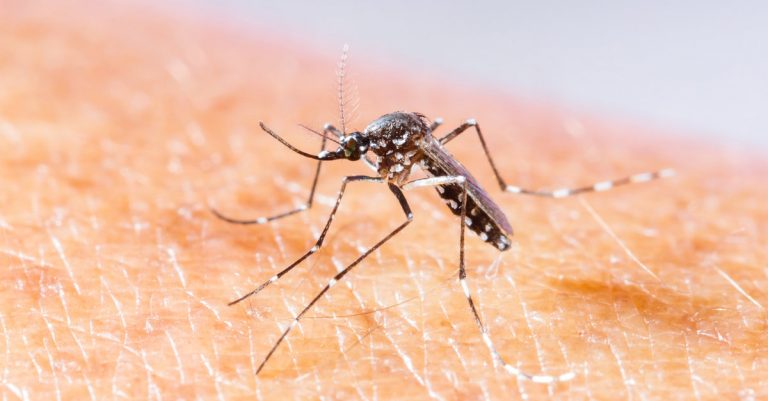 Les moustiques tigres reviennent en France quelles sont les solutions pour s’en protéger