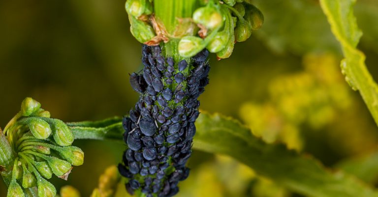 Pucerons noir des agrumes : comment lutter contre ces parasites et s'en débarrasser