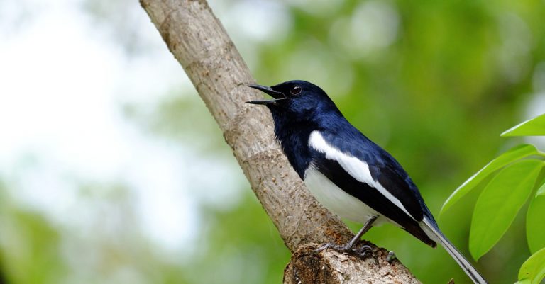 Quelles sont ces 5 odeurs qui font fuir les oiseaux de votre jardin, et protègent vos cultures