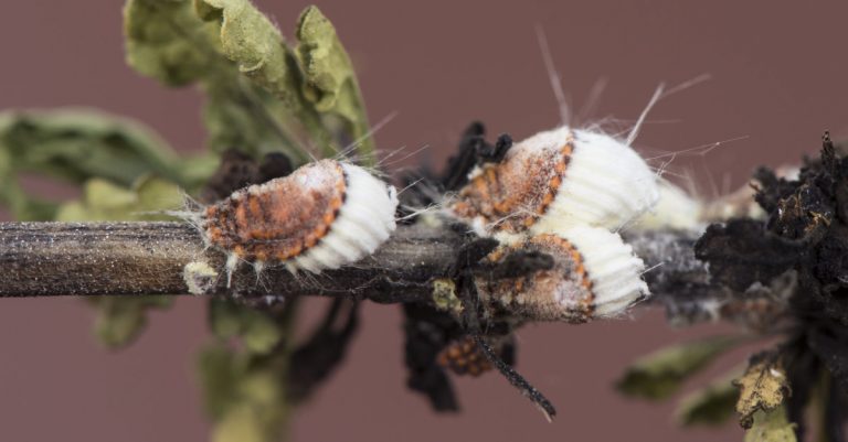 huiles essentielles pucerons et cochenilles