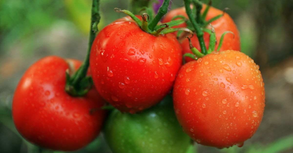 Arrosage des tomates voici l'astuce des maraîchers pour que les fruits ne manquent jamais d'eau, même en période de fortes chaleurs !