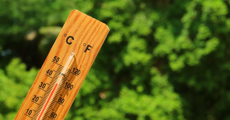Canicule quelles sont les 4 (meilleures) solutions pour protéger ses plantes des fortes chaleurs, et les sauver ?