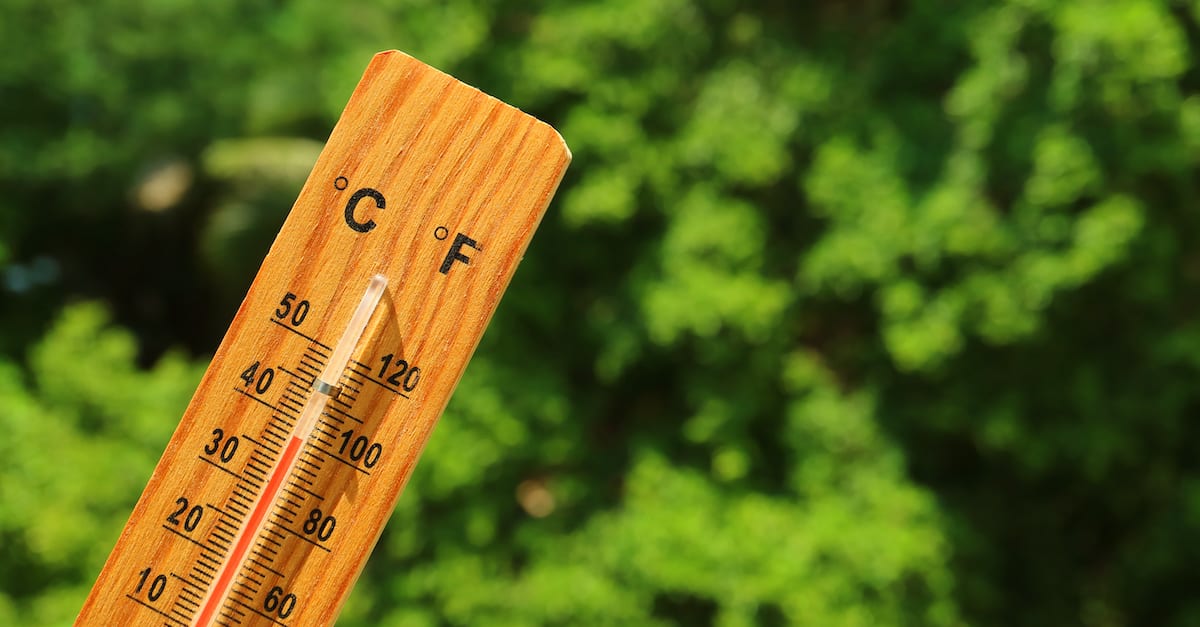 Canicule quelles sont les 4 (meilleures) solutions pour protéger ses plantes des fortes chaleurs, et les sauver ?