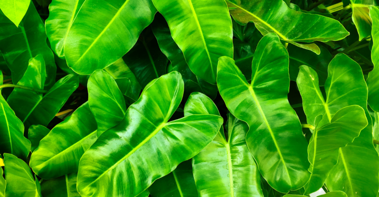 Ces 3 astuces vont vous permettre de nettoyer les feuilles des plantes facilement