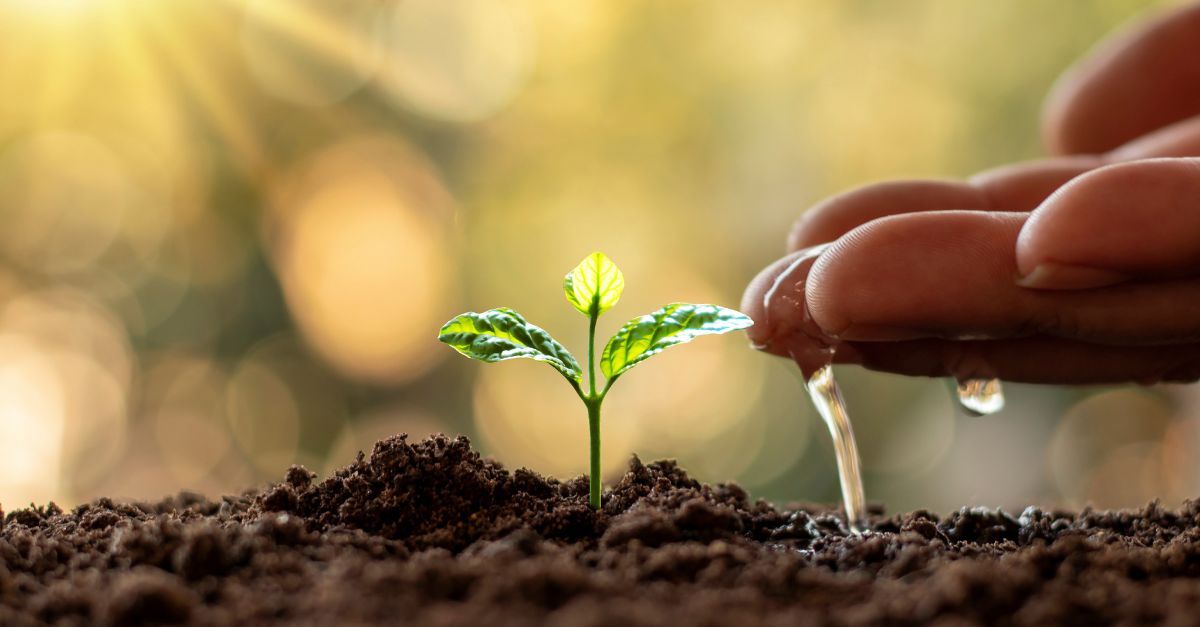 Comment arroser mes plantes pendant une longue absence Ces 6 astuces sont tout simplement géniales
